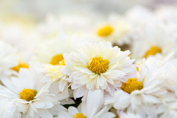 Chrysanthemum flowers close-up