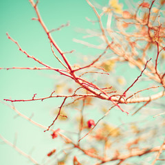 Fototapeta na wymiar Vintage bare tree branch in autumn