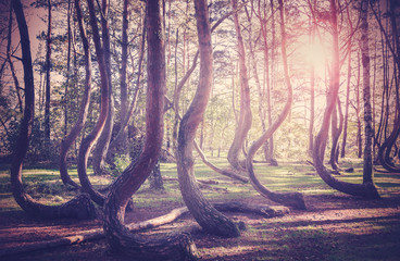 Vintage filtered picture of sunset at mysterious crooked forest in Gryfino, Poland