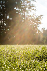 Obraz na płótnie Canvas Fresh Look Grassy Field with Sun Rays