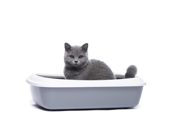Katze auf dem Katzenklo, Katzentoilette