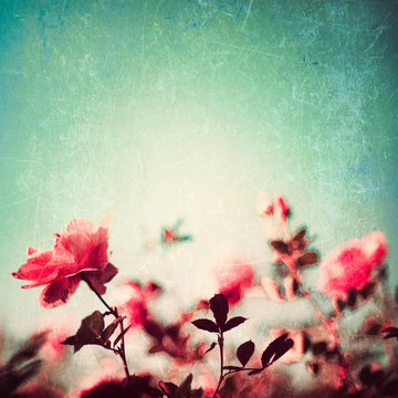 Textured vintage rose garden