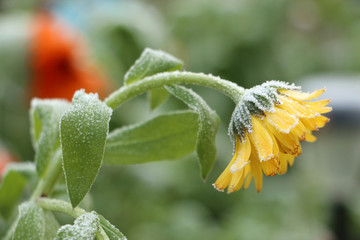 calendula