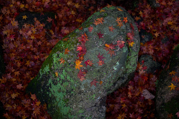 岩に寄り添うもみじ