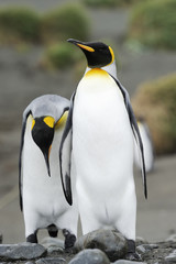 Two King Penguin walking behind each other