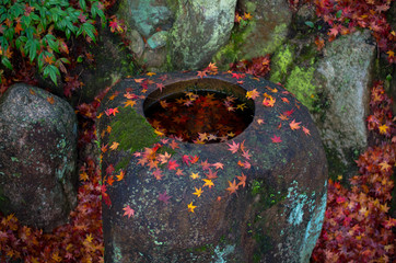 岩に寄り添い浮かぶもみじ