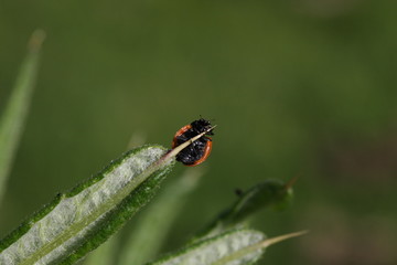 Coccinelle à sept points (coccinella septempunctata)