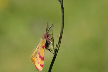 Ensanglanté de la garance (Lythria sanguinaria )