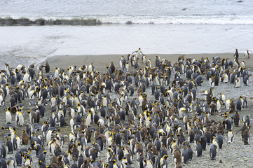 Obraz premium King Penguin (Aptenodytes patagonicus) colony on the beach