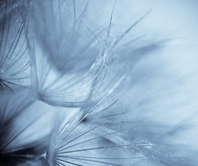Abstract macro of plant seeds with water drops. Big dandelion