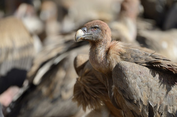 Griffon vulture portrait with blood on the neck and head.