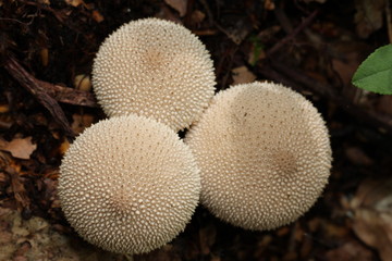 Vesse-de-loup perlée (lycoperdon perlatum)