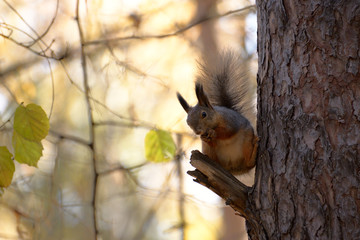 Red squirrel