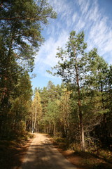 Fototapeta premium Autumn