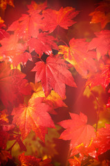 Westonbirt Arboretum Abstract