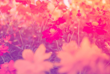 Fototapeta na wymiar Beautiful flower with colour filter