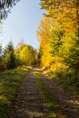 Fototapeta na wymiar Chemin en forêt en automne