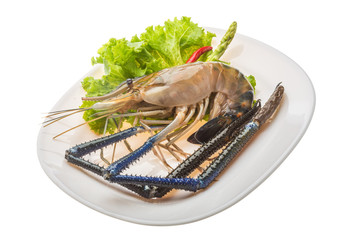 Freshwater prawn