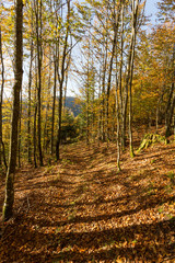 Chemin en forêt en automne