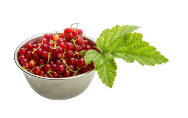 Red currant