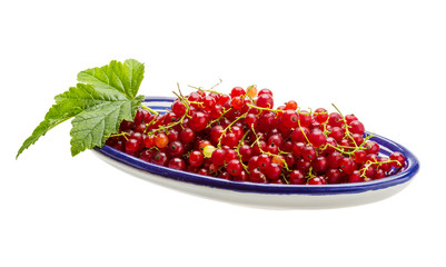 Red currant