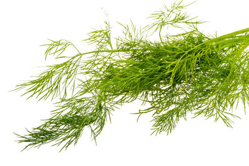 Dill branch