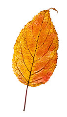 Naklejka na ściany i meble Brownish red autumn leaf isolated.