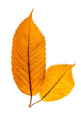 Two dark yellow autumn linden leaves.