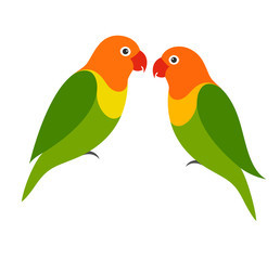 Parrot. Lovebird