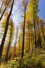 Obraz premium Forêt en automne