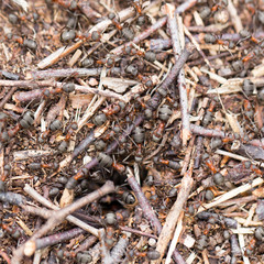 ants in nature. close-up