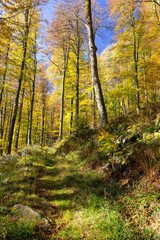 Forêt en automne