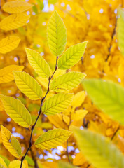 Cute child playing with autumn leaves
