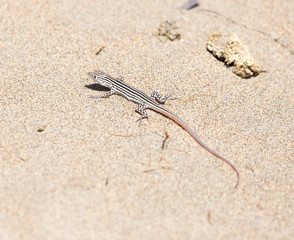 Lizard in desert of Central Asia, Kazakhstan