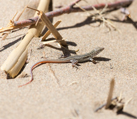 Lizard in desert of Central Asia, Kazakhstan