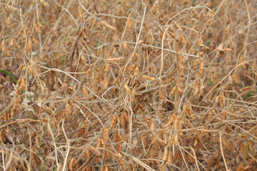 campo di soia_ autunno