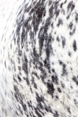 background of wool cow
