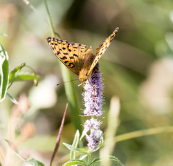 butterfly in nature. close-up