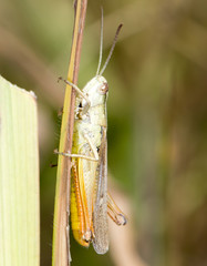 grasshopper in nature