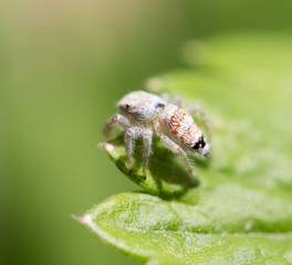 spider in nature. macro