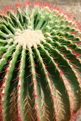 Naklejka na ściany i meble cactus