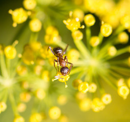 ant in nature. macro