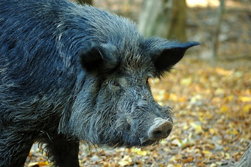 Wild boar in wood.