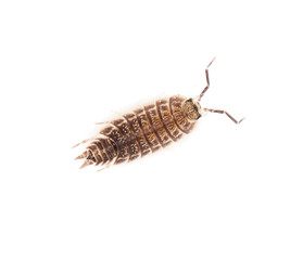 beetle wood louse isolated on white background