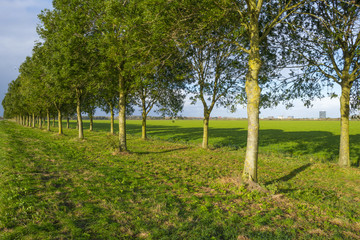 Trees along a road through the countryside