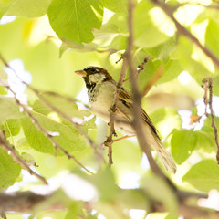 Sparrow on a tree