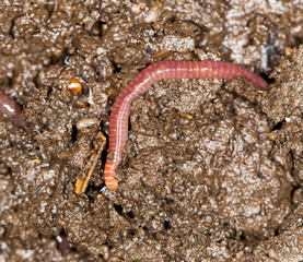 red worm manure