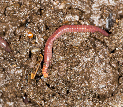 red worm manure