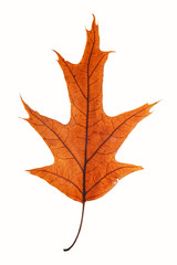 leaf isolated on white background