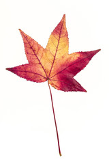 leaf isolated on white background